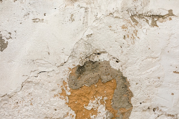 Buy Home with Termite Damage